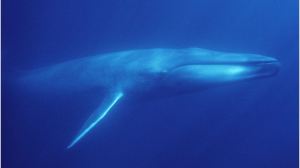 blue-whale