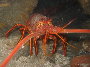 California_spiny_lobster