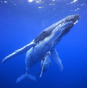 humpback-whale-with-young